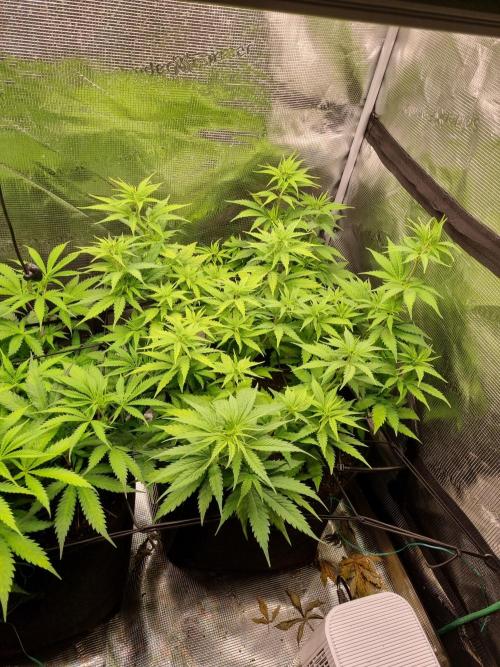 Living soil MultiGrow 3. Runde. Week 8 - Tag61 SS