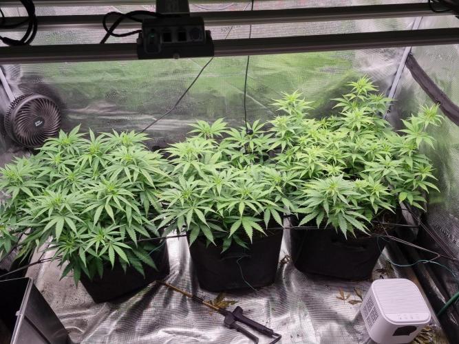 Living soil MultiGrow 3. Runde. Week 8 - Tag61 Grp.