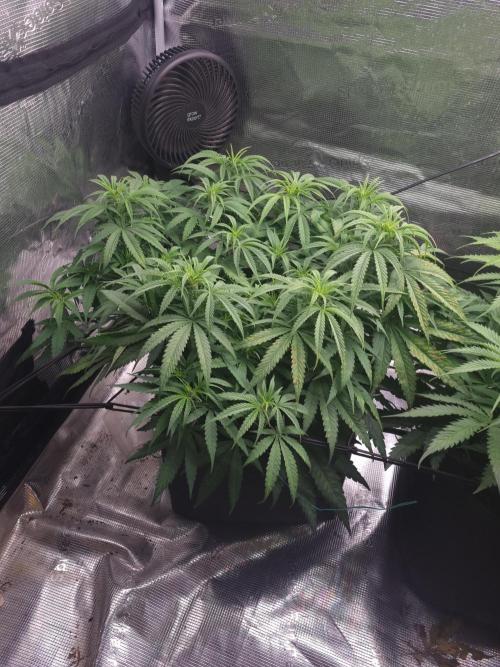 Living soil MultiGrow 3. Runde. Week 8 - Tag62 GM