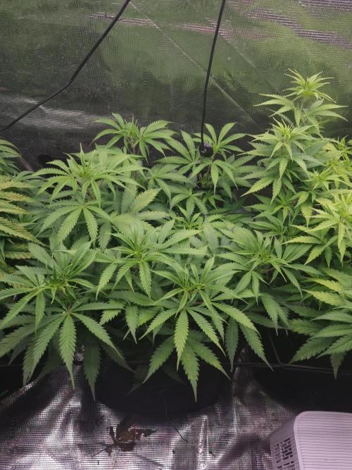 Living soil MultiGrow 3. Runde. Week 8 - Tag62 AMG