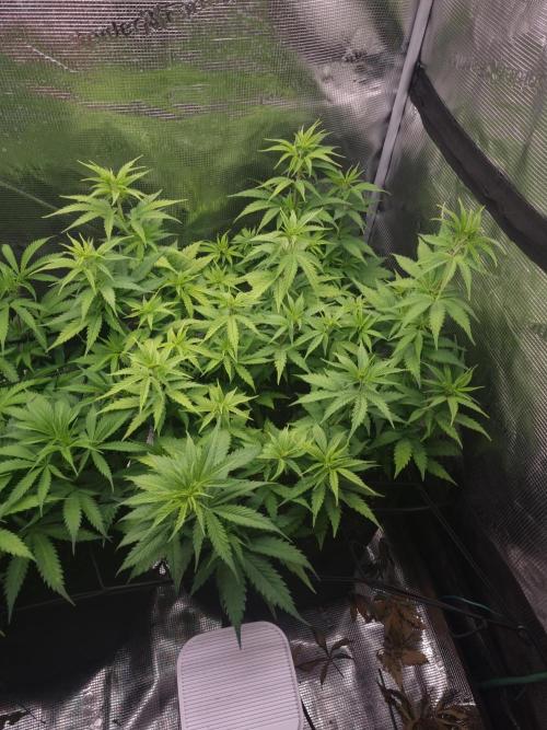 Living soil MultiGrow 3. Runde. Week 8 - Tag62 SS