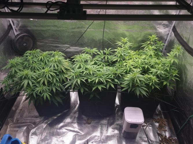 Living soil MultiGrow 3. Runde. Week 8 - Tag62 Grp.