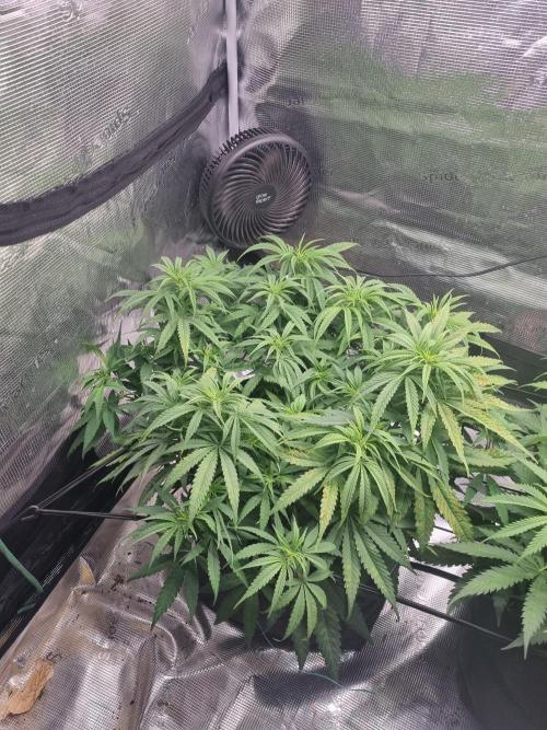 Living soil MultiGrow 3. Runde. Week 8 - Tag63 GM