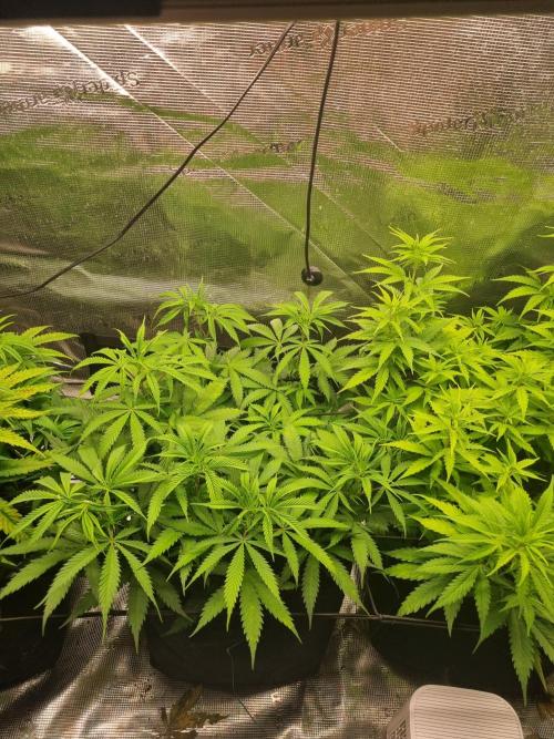 Living soil MultiGrow 3. Runde. Week 8 - Tag63 AMG