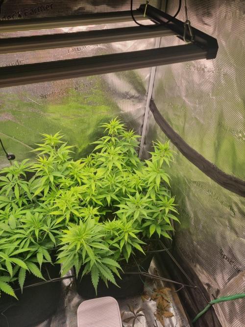 Living soil MultiGrow 3. Runde. Week 8 - Tag63 SS