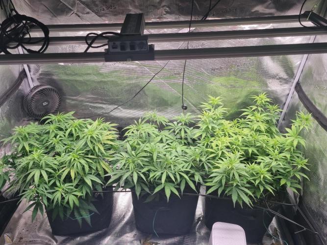 Living soil MultiGrow 3. Runde. Week 8 - Tag63 Grp.