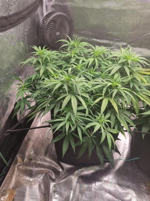 Living soil MultiGrow 3. Runde. Week 9 - Tag64 GM