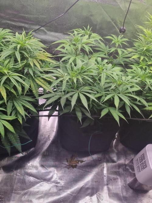 Living soil MultiGrow 3. Runde. Week 9 - Tag64 AMG