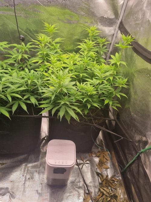 Living soil MultiGrow 3. Runde. Week 9 - Tag64 SS