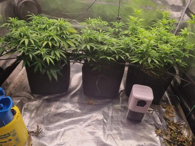 Living soil MultiGrow 3. Runde. Week 9 - Tag64 Grp.