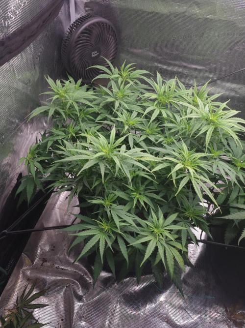 Living soil MultiGrow 3. Runde. Week 9 - Tag65 GM