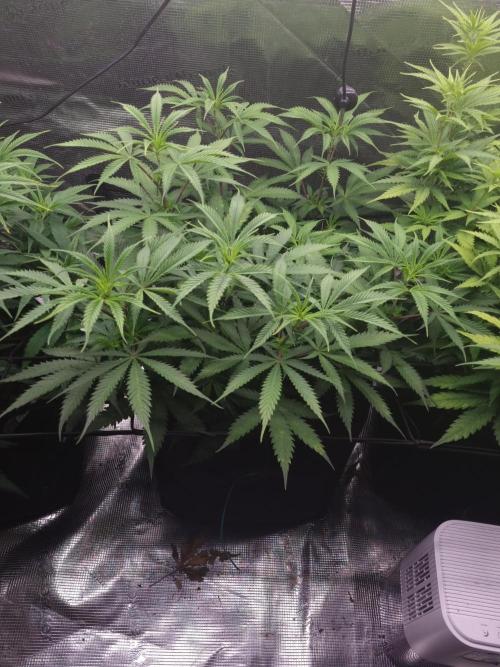 Living soil MultiGrow 3. Runde. Week 9 - Tag65 AMG