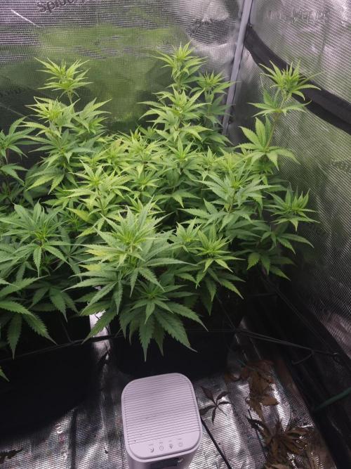 Living soil MultiGrow 3. Runde. Week 9 - Tag65 SS