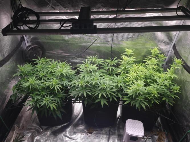 Living soil MultiGrow 3. Runde. Week 9 - Tag65 Grp.