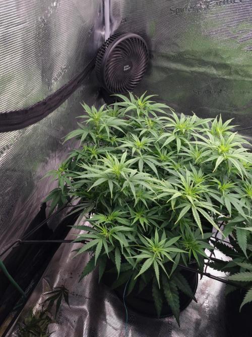 Living soil MultiGrow 3. Runde. Week 9 - Tag66 GM