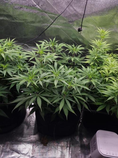 Living soil MultiGrow 3. Runde. Week 9 - Tag66 AMG