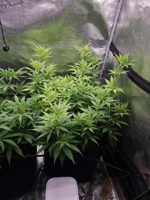 Living soil MultiGrow 3. Runde. Week 9 - Tag66 SS