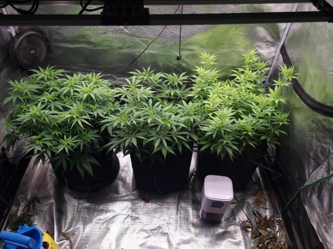 Living soil MultiGrow 3. Runde. Week 9 - Tag66 Grp.