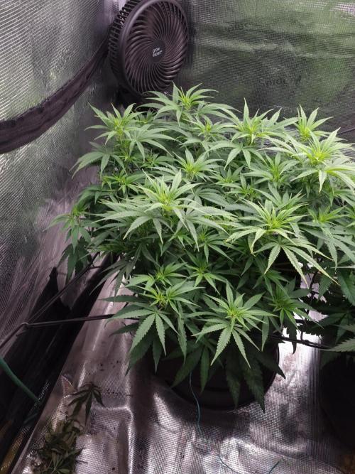 Living soil MultiGrow 3. Runde. Week 9 - Tag67 GM