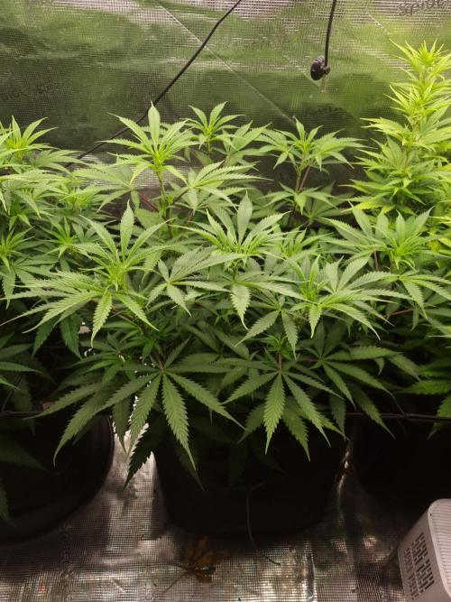 Living soil MultiGrow 3. Runde. Week 9 - Tag67 AMG