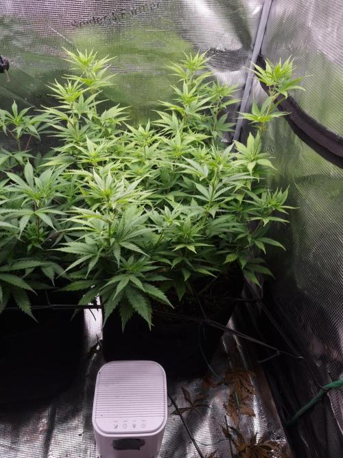 Living soil MultiGrow 3. Runde. Week 9 - Tag67 SS