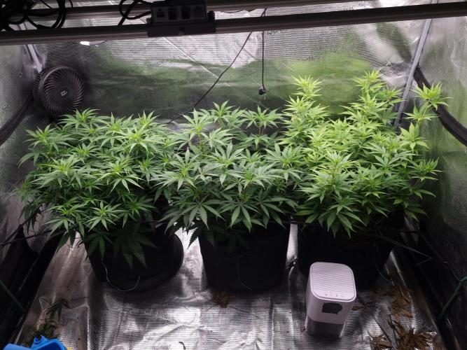 Living soil MultiGrow 3. Runde. Week 9 - Tag67 Grp.