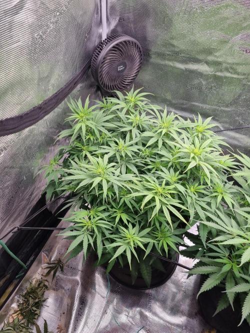 Living soil MultiGrow 3. Runde. Week 9 - Tag68 GM