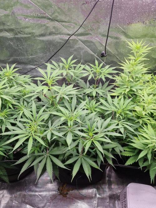 Living soil MultiGrow 3. Runde. Week 9 - Tag68 AMG