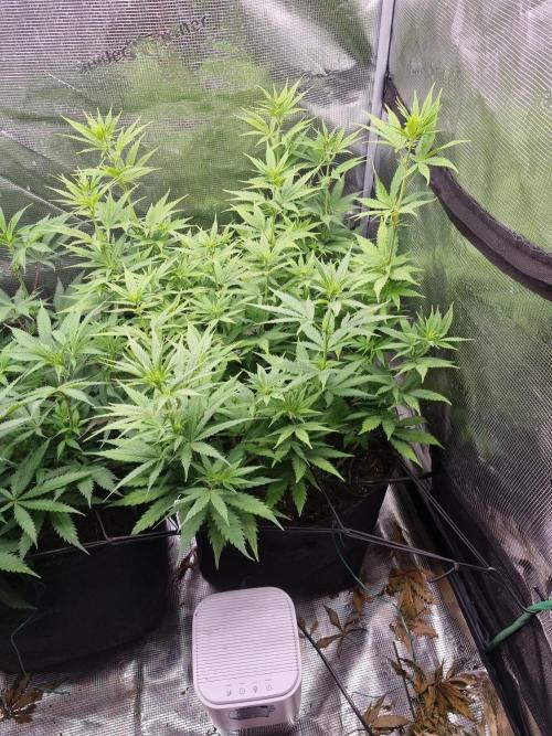 Living soil MultiGrow 3. Runde. Week 9 - Tag68 SS