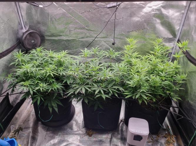 Living soil MultiGrow 3. Runde. Week 9 - Tag68 Grp.