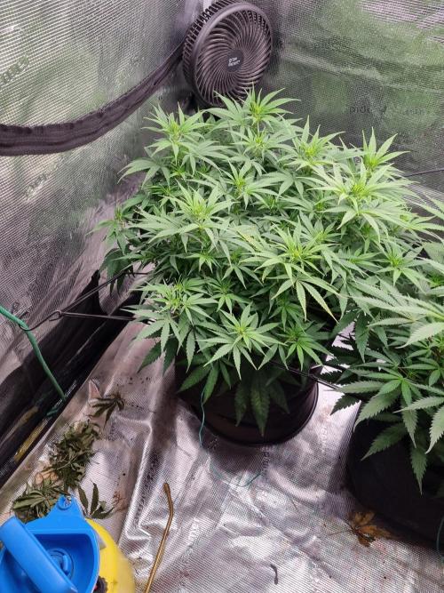 Living soil MultiGrow 3. Runde. Week 9 - Tag69 GM 