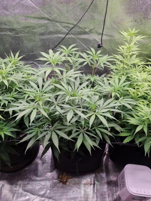 Living soil MultiGrow 3. Runde. Week 9 - Tag69 AMG