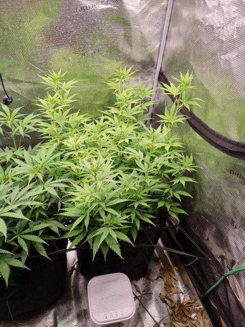 Living soil MultiGrow 3. Runde. Week 9 - Tag69 SS