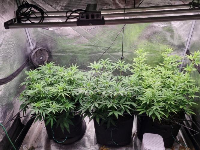 Living soil MultiGrow 3. Runde. Week 9 - Tag69 Grp.