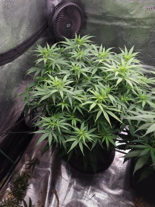 Living soil MultiGrow 3. Runde. Week 9 - Tag70 GM