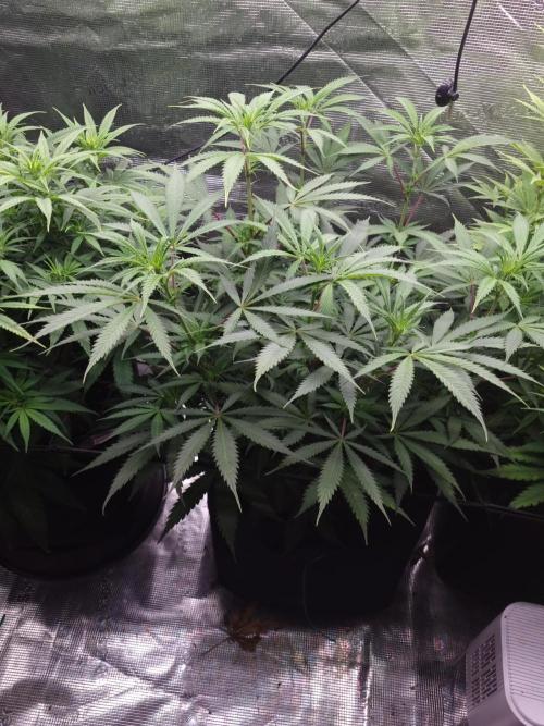 Living soil MultiGrow 3. Runde. Week 9 - Tag70 AMG