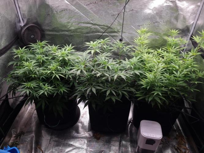 Living soil MultiGrow 3. Runde. Week 9 - Tag70 Grp.