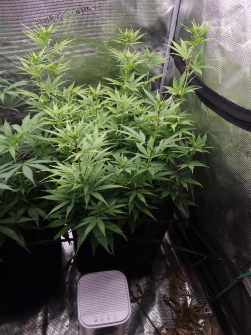 Living soil MultiGrow 3. Runde. Week 10 - Tag71