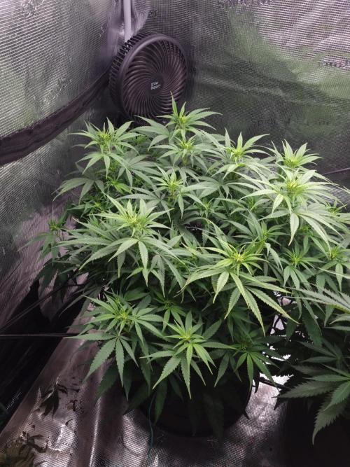 Living soil MultiGrow 3. Runde. Week 10 - Tag72