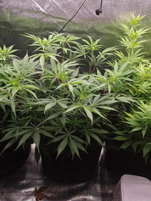 Living soil MultiGrow 3. Runde. Week 10 - Tag72