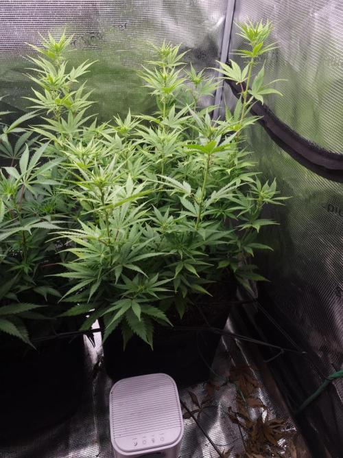 Living soil MultiGrow 3. Runde. Week 10 - Tag72