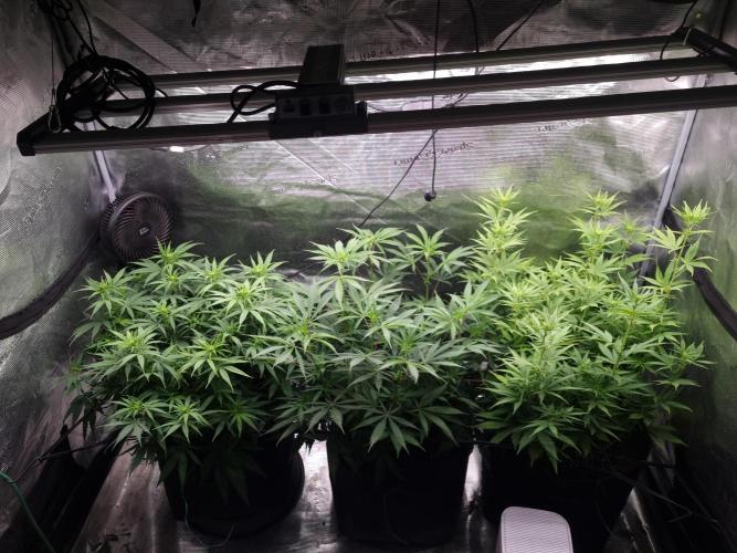 Living soil MultiGrow 3. Runde. Week 10 - Tag72