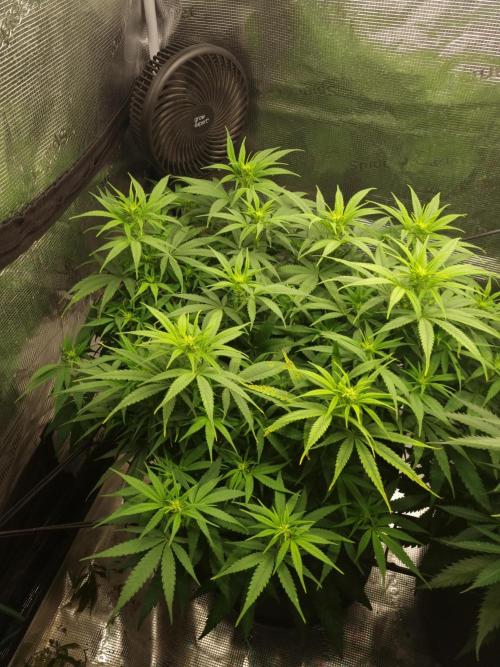 Living soil MultiGrow 3. Runde. Week 10 - Tag73