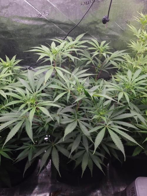 Living soil MultiGrow 3. Runde. Week 10 - Tag73