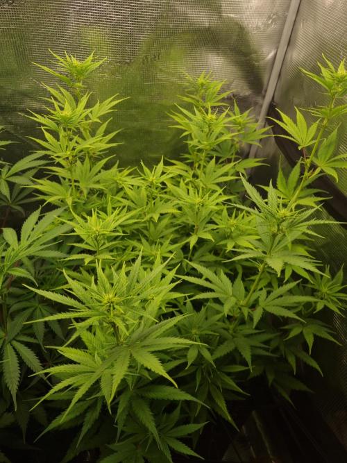 Living soil MultiGrow 3. Runde. Week 10 - Tag73