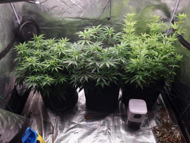 Living soil MultiGrow 3. Runde. Week 10 - Tag73