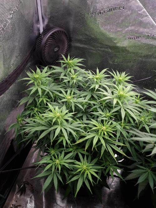 Living soil MultiGrow 3. Runde. Week 10 - Tag74