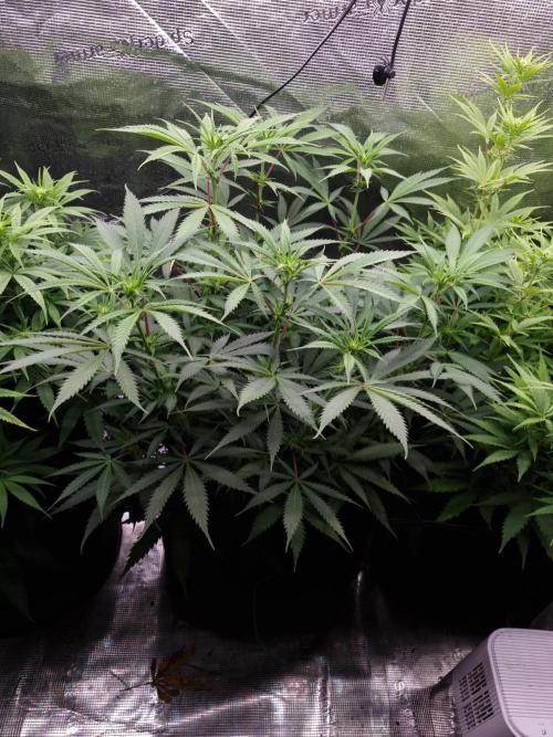 Living soil MultiGrow 3. Runde. Week 10 - Tag74