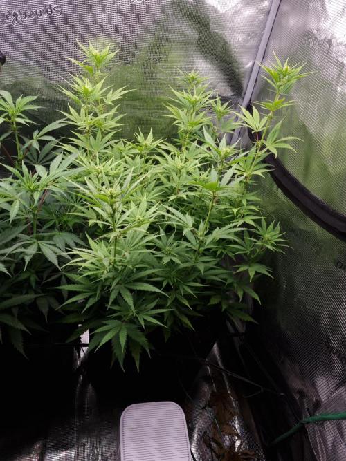 Living soil MultiGrow 3. Runde. Week 10 - Tag74