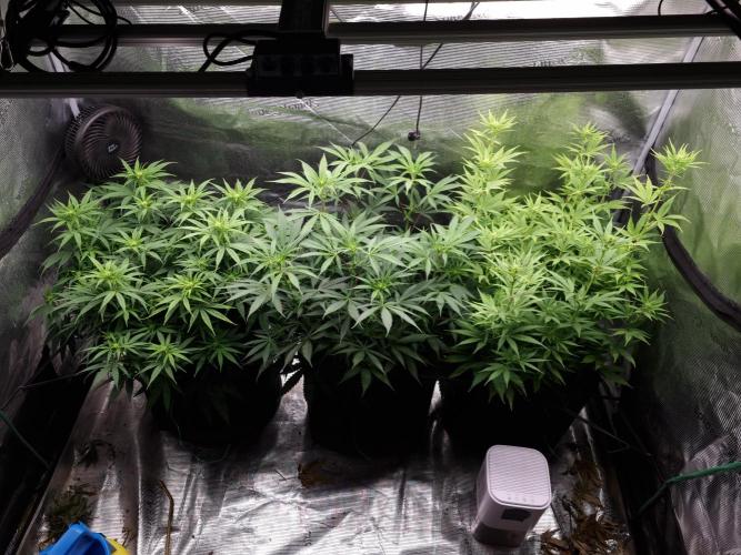 Living soil MultiGrow 3. Runde. Week 10 - Tag74